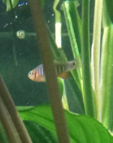 Emerald dwarf rasbora high - dwarf,
