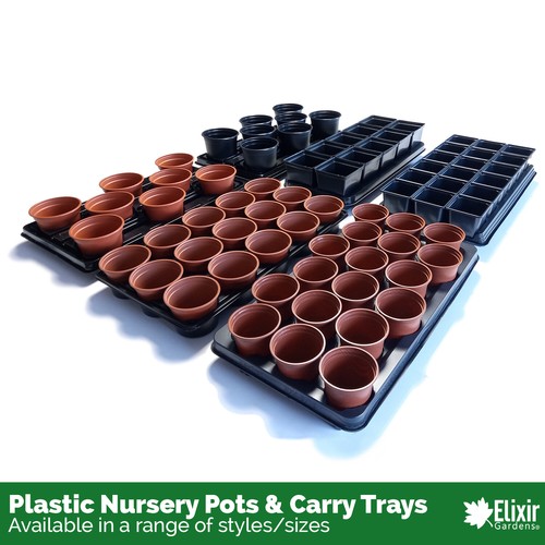 Square round seedling - square, &