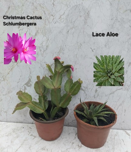 Christmas cactus schlumbergera - cactus,