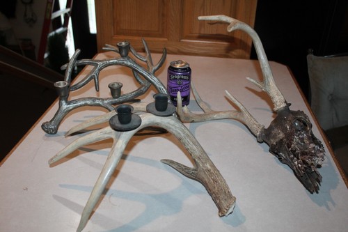 Whitetail deer mount - deer, taxidermy