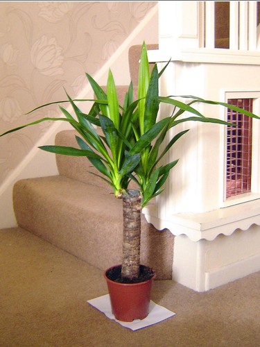 60cm tall large spineless - tall,
