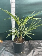 Trachycarpus wagnerianus x