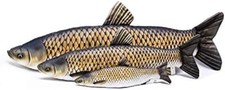 Gaby Grass Carp (all sizes)