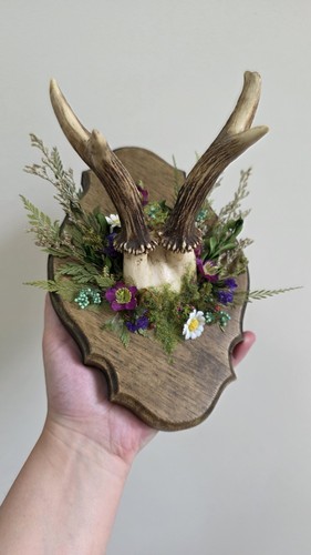 Mounted deer antlers - mounted, with