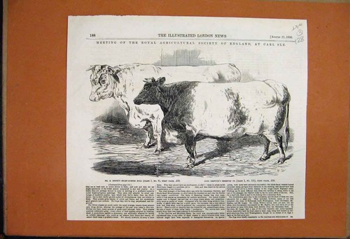 Original old antique print - old,