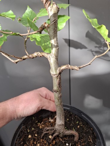 Beech bonsai tree - beech,