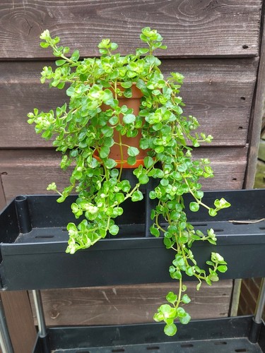 Pilea depressa or 4 - depressa, 3