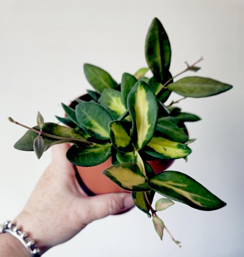 Hoya burtoniae variegated - burtoniae,