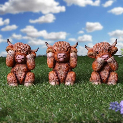 Three wise highland - highland, cows