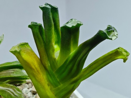 Haworthia truncata hokusai - truncata,