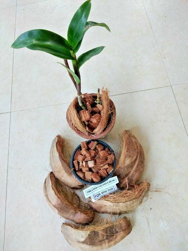 Natural clean dried coconut - clean,