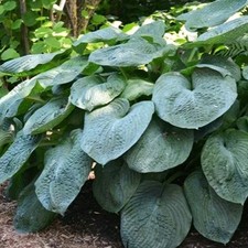 Hosta Empress Wu. Hardy