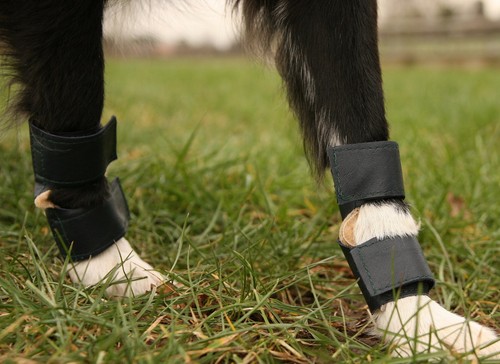 Dog stopper pad - dog,
