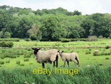 Photo 6x4 Suffolk ewe with