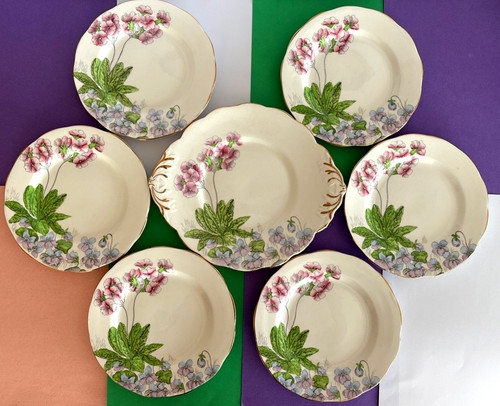 Vintage salisbury primulas - salisbury, &