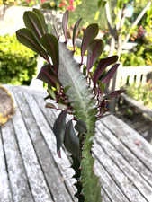 Large euphorbia cactus 56cm