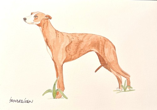 Whippet original watercolor - whippet,