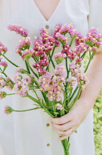 Limonium forever happy - 'forever, happy'