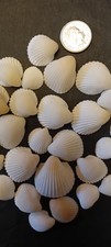 White Natural Sea Shells For