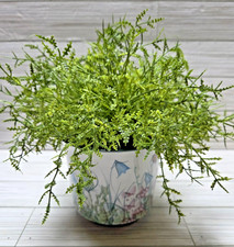 The Tain Pottery Of Scotland