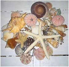 50 Assorted Mixed Seashells