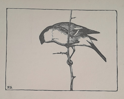 Bullfinch peter scott - peter, bird