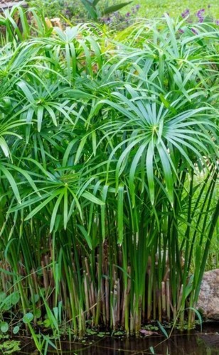 Umbrella plant cyperus - umbrella,