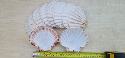 Pack natural scallop - pack, 10