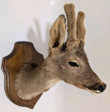 TAXIDERMY ROE DEER MOUNTED HEAD - Antlers Vintage Stag Decor Animal Ornament