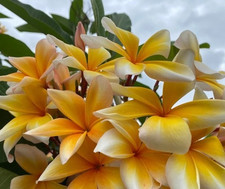 Frangipani Plumeria rubra - Hawaiian Palm Tree - VARIETY: Raphin Yellow - 5 Seed -