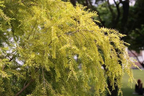 Melaleuca sungold honey - melaleuca, .honey