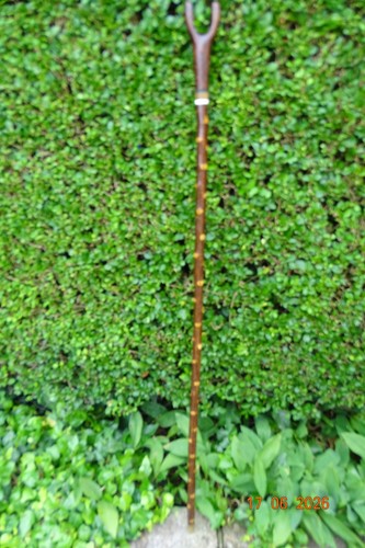 Blackthorn walking stick with