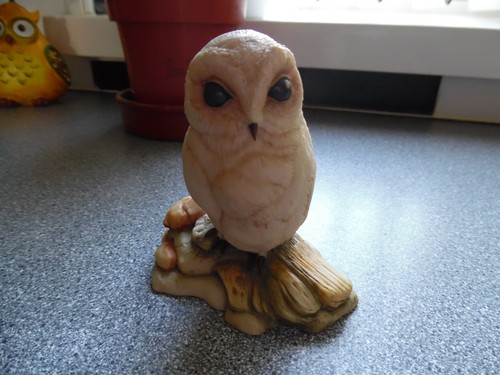 Teviotdale baby barn owl - teviotdale,
