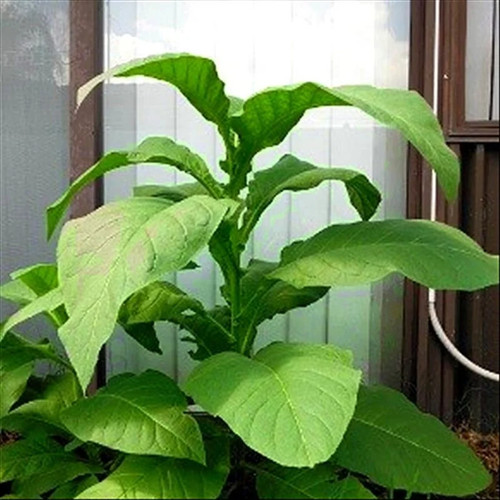 Silk leaf tobacco - tobacco, seeds