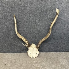 Fallow Buck Deer Skull