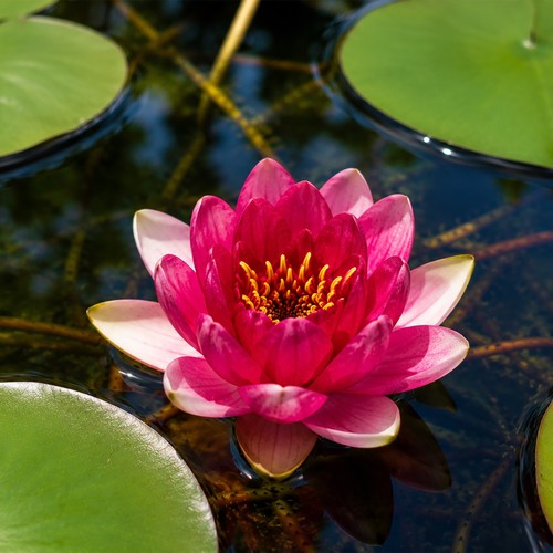 Deep pink red water lily - water,