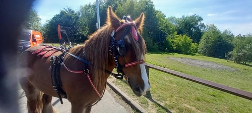Driving harness cob - cob, quick