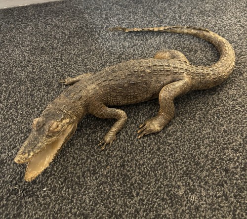 14inch long baby allegator - long,