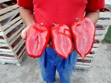 25 seeds GIANT PEPPER EAR RED ELEPHANT FROM SERBIAN + FREE
