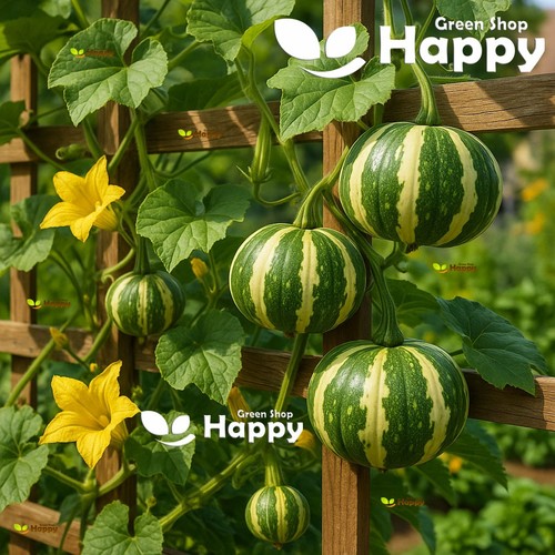 Gourd flat striped 15 seeds - gourd,