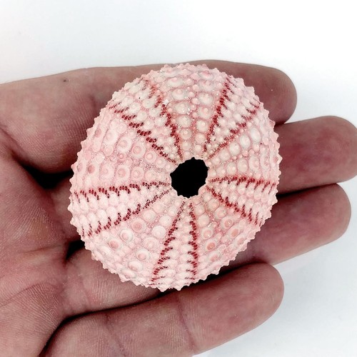 Sea urchin pink 6 - sea, 5