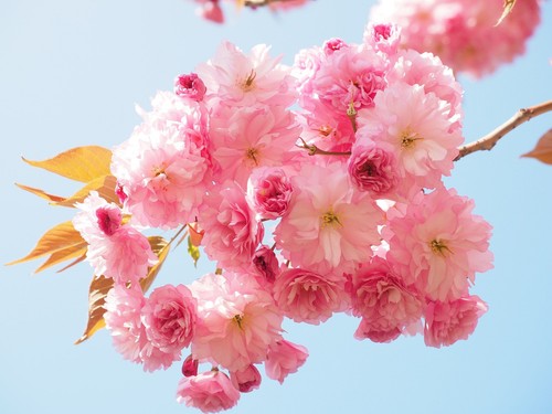 Japanese cherry blossom - japanese,