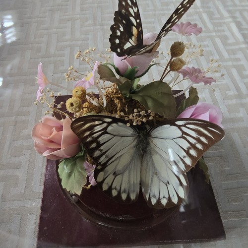 Vintage butterfly taxidermy - vintage,