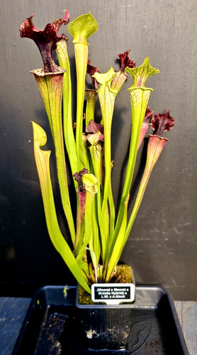 Sarracenia moorei - x, x