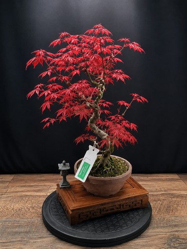 Shape deshojo acer bonsai - deshojo,