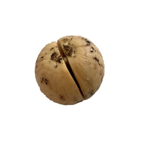 Avocado activated seeds - 3, x