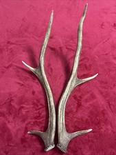 PAIR OF RED DEER ANTLERS 405g