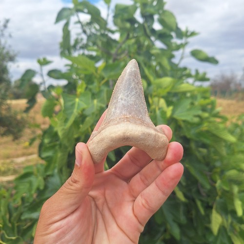 Massive otodus sokolovi shark - otodus,