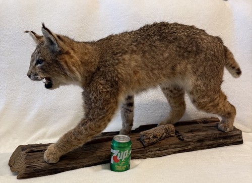 North american bobcat - bobcat, standing