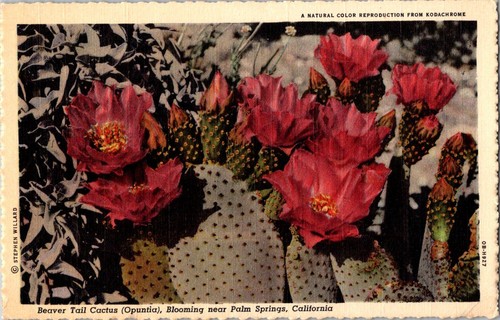 Beaver tail cactus palm - cactus,